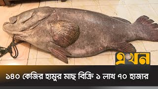 ১৪০ কেজি ওজনের হামুর মাছ ধরা পড়লো চট্টগ্রামে  Big Fish  Hamur Fish  Ekhon TV [upl. by Juna]