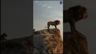 Scarface lion🦁 amazingfacts factsinhindi animals amazing lion scarfacefactshortsshortsfeed [upl. by Gipsy]