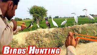 Best Birds Hunting With Handmade Slingshot [upl. by Tildie55]