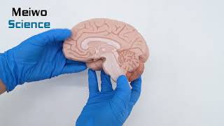 High Simulation Median Sagittal Section of Human Brain Anatomy Model [upl. by Marshal]