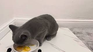 CAT EATING EGG YOLK🍳ASMR [upl. by Assillam]