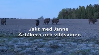 Jakt med Janne  Ärtåkern och vildsvinen [upl. by Ocinemod]