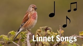 LINNET SONGS MP3 [upl. by Lamag]