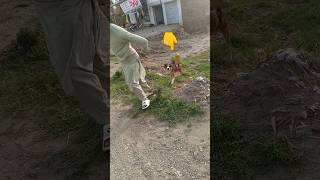 New dog ko pakad liya😱🐶dog doglover funny shorts [upl. by Balthasar70]