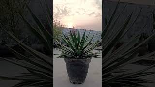 Agave angustifolia Plant [upl. by Ameh53]