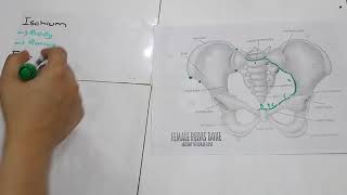 Anatomy of Pelvis [upl. by Hardman]