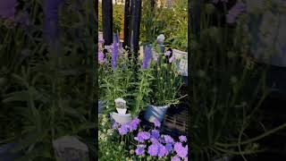 Scabiosa Butterfly Blue  Pincushion flower  Shorts  Cool Places [upl. by Leval]