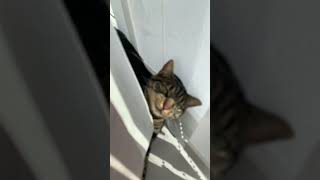 How many taps until your pet gets mad pets cats cat kitten tapping tap [upl. by Annavoig255]