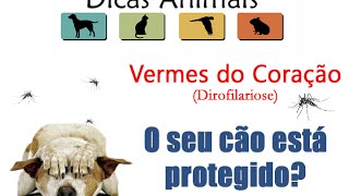 DIROFILARIOSE O VERME DO CORAÇÃO SEU CÃO ESTÁ PROTEGIDO [upl. by Garnes]