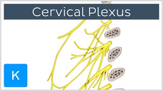 What Is the Cervical Plexus preview  Human Anatomy  Kenhub [upl. by Bonine]