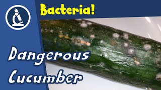 🔬 120  How to look at bacteria from a ROTTEN CUCUMBER [upl. by Mann170]