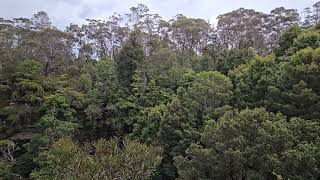 cicadas in Blue Mountains Australia spring oct 2024 [upl. by Annoled]