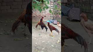 Bulandiyan sirf khada dendey mianwali shamu aseelhens aseel [upl. by Tanberg593]