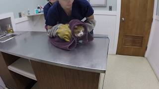 VET VISIT GONE WRONG Cat Attacks Veterinarian [upl. by Raphaela]