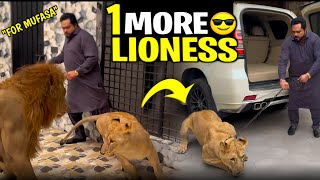 Mufasa kay liay aik aur lioness 🦁😍butt mufasa nay injured kar dia usko😱 [upl. by Naihr]