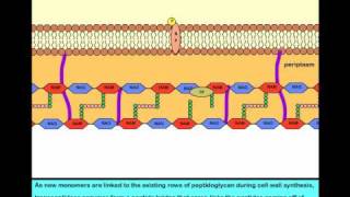 Mechanism of Action of Vancomycin [upl. by Linette971]