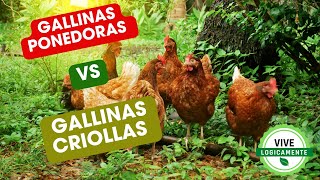 Diferencia entre gallinas CRIOLLAS y PONEDORAS 100  REAL [upl. by Norre217]