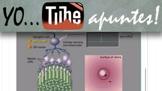 Physiology of nervous system Vision Action potential [upl. by Zuckerman]