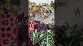 Episcia alocasia amazónica Oxalis triangularis y otras plantas más ColibríBebeshita [upl. by Jacquie976]