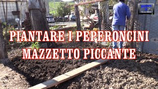 PROGETTO SERRA 18 PIANTARE I PEPERONCINI MAZZETTO PICCANTE VINCENZOTV [upl. by Madeleine]