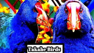 Takahe Birds  न्यूज़ीलैंड के उड़ान रहित पक्षी South Island takahe New Zealand birds [upl. by Koziarz]