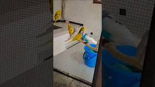 Budgie cage setup [upl. by Can]