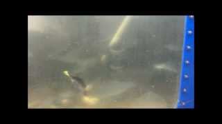 Hybrid striped bass fishing with bluegill underwater view [upl. by Oak]