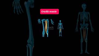 Gracilis muscle  muscle of lower limb [upl. by Dalpe]