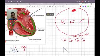 introduction to antiarrhythmic drugs [upl. by Lolanthe685]