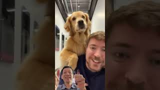 The smartest dog in the world MrBeast SETIndia [upl. by Eelidnarb]