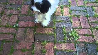 Adopt Hayden the Havanese Puppy ADOPTED [upl. by Tonneson]