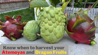 Know when to harvest your Atemoyas and Dragon Fruits [upl. by Oregolac]