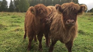 Scottish Highland Cattle In Finland Fluffy calves mooing moo moo moo [upl. by Alfeus]