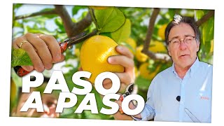 Cómo Podar limonero 🍋✂️🌿Paso a Paso [upl. by Nolyat]