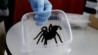 Hundreds of Tarantulas Smuggled on Mans Body [upl. by Asssilem]