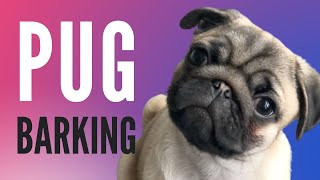 Pug Barking Sound FX NEW [upl. by Mafalda]