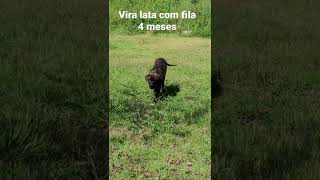 Vira lata com fila 4 meses [upl. by Zetnod]