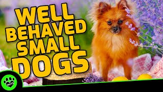 Top 10 Most Well Behaved Small Dog Breeds Dogs 101 [upl. by Sylvester50]