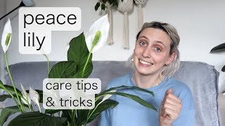 PEACE LILY CARE  Spathiphyllum Care Tips amp Tricks [upl. by Inavoy502]