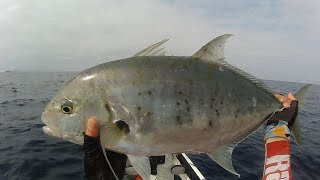 Yellowspotted Trevally on the kayak with TACKLE HOUSE TAI JIG SLIM 40g [upl. by Brenna]