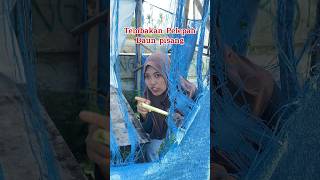 Tembakan pelepah daun pisang kreatif comedy lucu tips hiburan shortvideo [upl. by Isolde978]