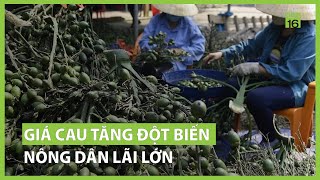 Giá cau tăng đột biến nông dân lãi lớn  VTC16 [upl. by Yesak]