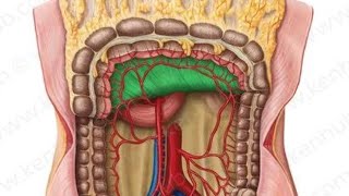 Mesenteries Model Embryo  2nd Year MBBS OSPE [upl. by Elokcin555]