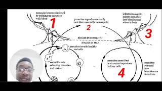 Combined science Revision • Oestrogen progesterone to communicable diseases [upl. by Nnael]