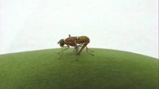 Fruit Fly Diptera Tephritidae Host Status Determination Supplemental Video 1 [upl. by Phylis869]