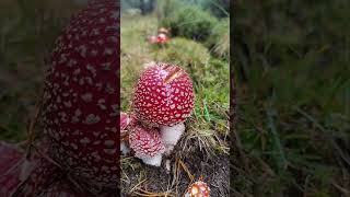 Amanita Muscaria 🍄🍄‍🟫 Amanita AmanitaMuscaria Seta Mushroom Nature Fungi espora [upl. by Greenlee]