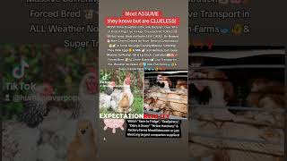 Most have No CLUE How CRUEL the MEAT Industry Is to ANIMALS Chickens Birds Pigs Fish Cows [upl. by Stephi471]