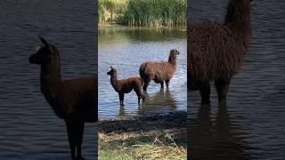 Warm water of the pond feels great🦙animals funnyanimals llamas nature [upl. by Yleme]