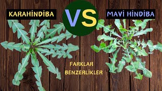 MAVİ HİNDİBA İLE KARAHİNDİBA OTU  Karşılaştırma  Cichorium intybusTaraxacum officinale [upl. by Maharba887]