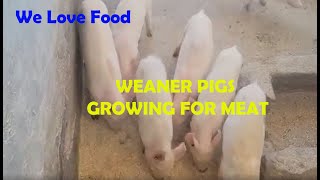 Growing Weaner Pigs From Birth to Market Ready [upl. by Pachton]